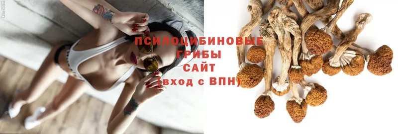 Галлюциногенные грибы Psilocybe  Верея 